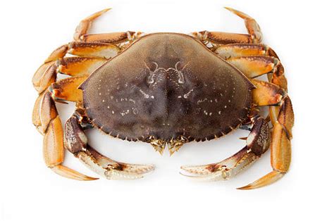 Download in under 30 seconds. Dungeness Crab Stock Photos, Pictures & Royalty-Free ...