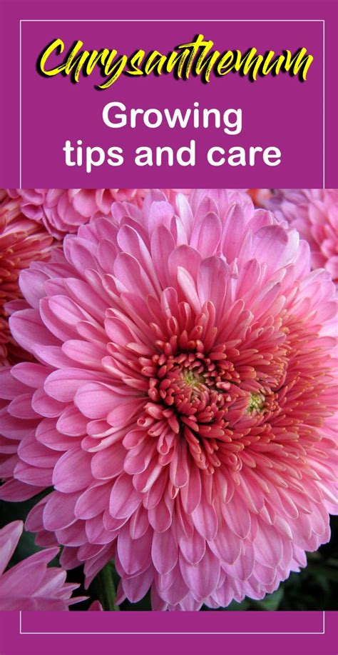 How To Grow Chrysanthemums In Pots Growing Chrysanthemums And Care