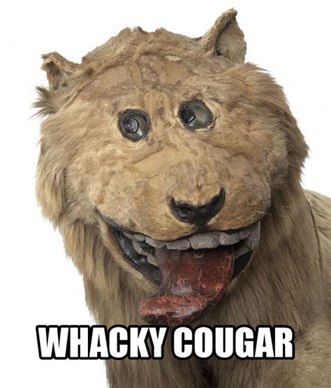 Whacky Cougar From Terrible Taxidermy With Appropriate Names E News