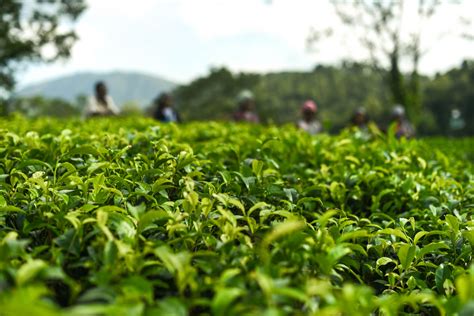 Sky 4k Field Farmer Plant Growth Green Color Tea Leaves