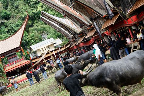 Tana Toraja Funerals 3rd Day Flickr