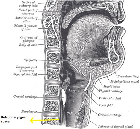 Retropharyngeal Abscess Anatomy