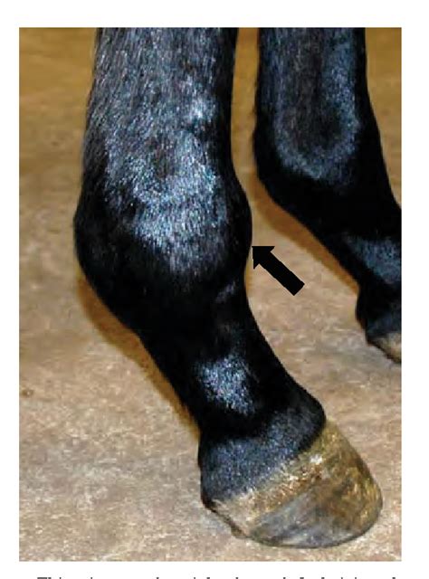 Figure 10 From Part I Operative Orthopedics Of The Fetlock Joint Of