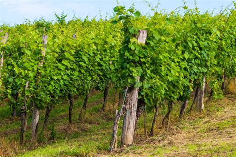 Vineyard In Summer Morning Grape Vines Planted In Rows Europe Stock