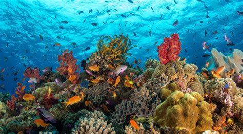 Vibrant Biodiversity Naigani Fiji Biodiversity Ocean Photography