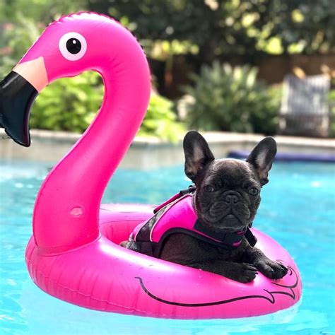 Buzzer bulldog puppies bulldogs hug french bulldog pets animals and pets bulldog frances bulldog breeds. French Bulldog Puppy, just Chillin in the pool with a ...