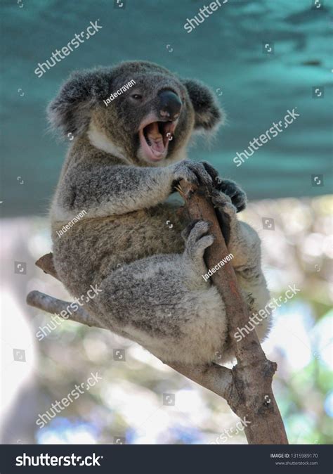 Laughing Koala Wildlife Park Stock Photo 1315989170 Shutterstock