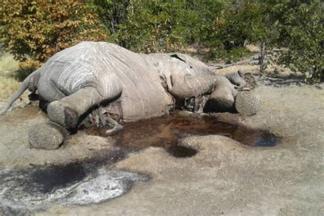 Tiredearth Scores Of Dead Elephants Found In Botswana ‘poaching Frenzy