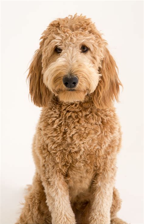 Because the hairstyle bears an alleged similarity to the fast food chain's signature golden arches. Red Blends: The Goldendoodles of Wine | Goldendoodle ...