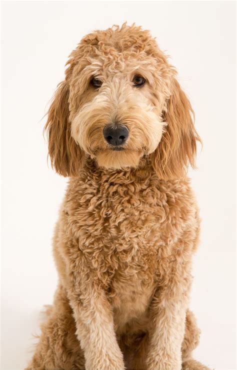 West elm offers modern furniture and home decor featuring inspiring designs and colors. Red Blends: The Goldendoodles of Wine | Goldendoodle ...