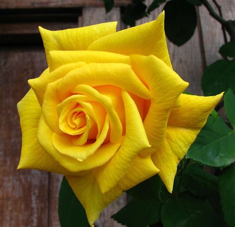 Flower Nature Plant Rose Yellow Beautiful Flowers Wallpapers Most