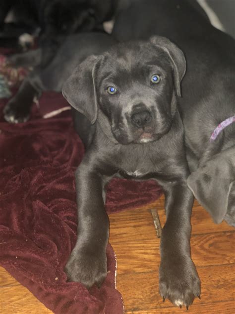 Cane Corso Puppies For Sale | Mount Holly, NJ #284942