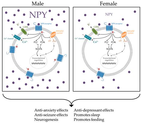 biomolecules free full text sex differences in the neuropeptide y system and implications