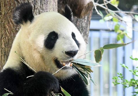 Jul 02, 2021 · 上野動物園で2021年6月23日生まれたジャイアントパンダの双子の赤ちゃん。 これを記念した夏の新作パンダグッズが、松坂屋上野店の「上野案内所」で7月2日から発売にな … 上野動物園パンダ：シンシンに妊娠の可能性 食欲減少など[写真 ...