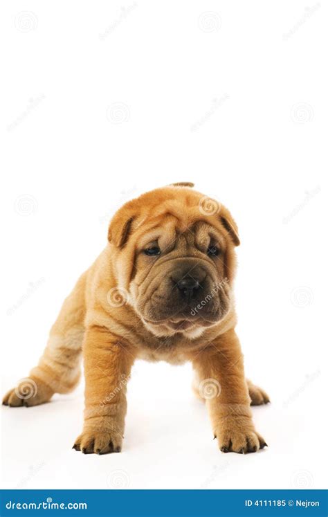 Funny Sharpei Puppy Stock Image Image Of Purebred Canine 4111185