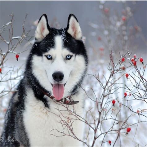 Pin em Siberian Huskies