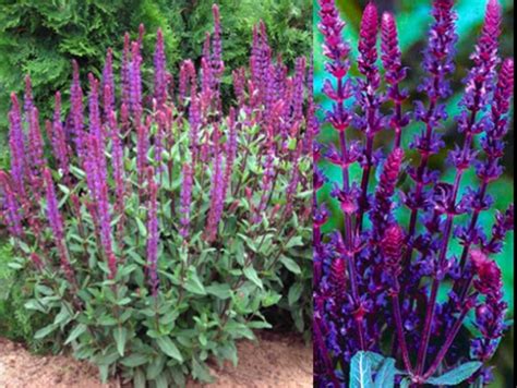 Amaya meaning mother city or night rain is a beautiful japanese name for females. Japanese Garden Plants Names | botanical name savlia ...