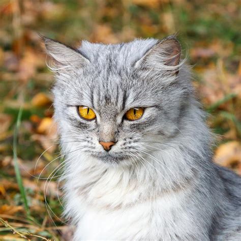 Angry Gray Cat With Orange Eyes Against The Background Of Autumn