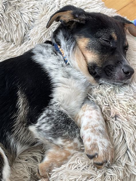 The newest member of the family! Brought him home from the shelter