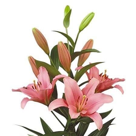 Lily LA Brindisi 85cm Wholesale Dutch Flowers Florist Supplies UK