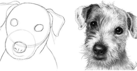 You'll learn much more if you freehand.) how to draw a dog head basic shapes | Dieren tekenen ...