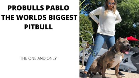 Biggest Pitbull In The World Youtube