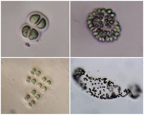 Visual Guide To Cyanobacteria In New Jersey New Jersey Center For