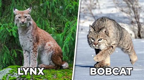 Lynx Vs Bobcat YouTube