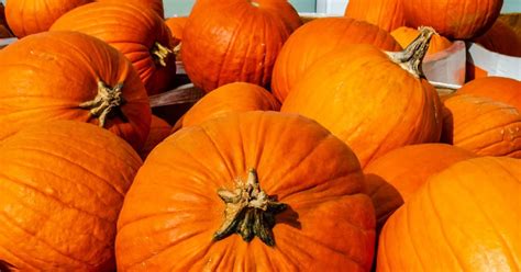 Being overweight or obese can lead to health conditions, such as type 2 diabetes, certain cancers, heart. Pumpkins: Health benefits and nutritional breakdown