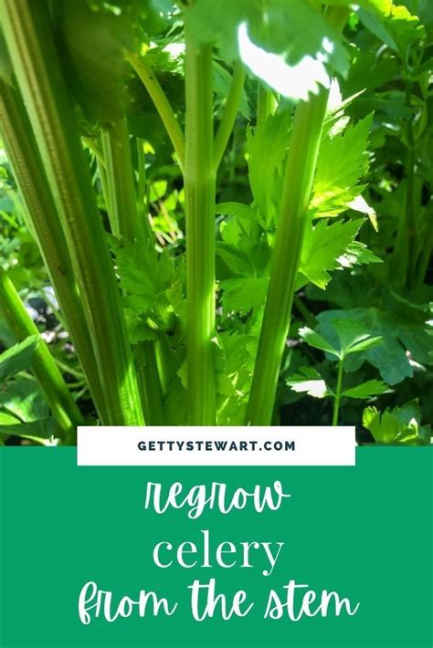 Want To Regrow Celery From Leftover Ends Follow This Step By Step
