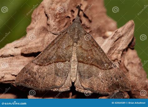 Snout Moth Stock Image Image Of Nature Wild Insect 42064589