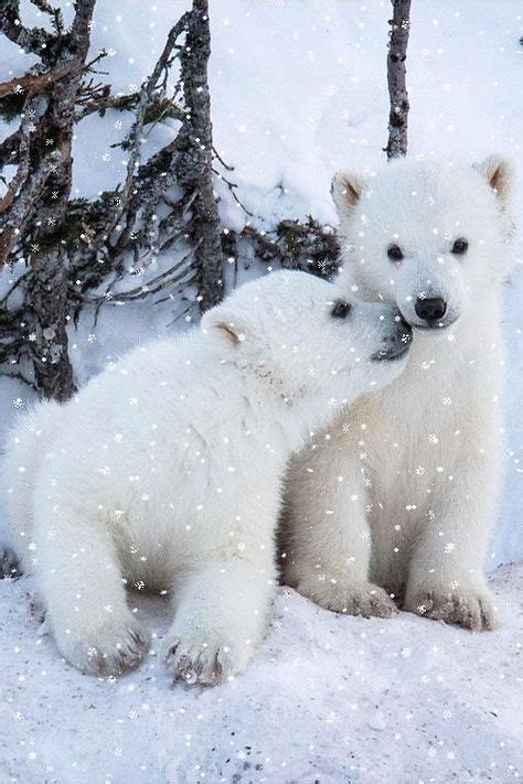 42 Big Fluffy Bear Ideas Bear Polar Bear Cute Animals