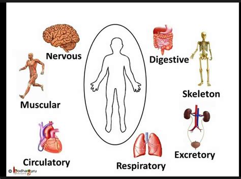 Major Organs In The Human Body