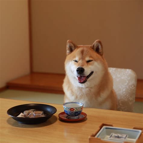 15 Types of Human Food That Are Actually Good For Dogs