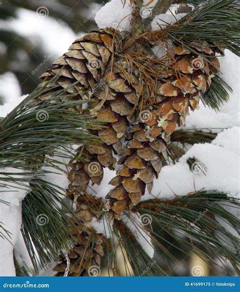 Snow Covered Pine Cones Stock Image Image Of Pine Closeup 41699175
