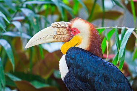 Great Hornbill Stock Photos Pictures And Royalty Free Images Istock