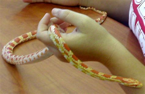 Grass snakes are usually green, with dark spots down their sides and yellow and black bands around their neck. yellow snake with orange spots | Flickr - Photo Sharing!