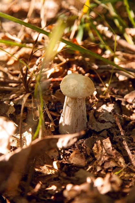 Single Boletus Mushroom In The Wild Porcini Mushroom Grows On The