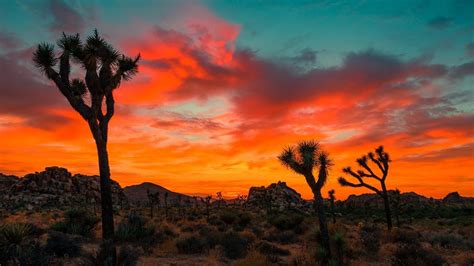The sea of trees год выпуска: The Ultimate Joshua Tree National Park Travel Guide ...