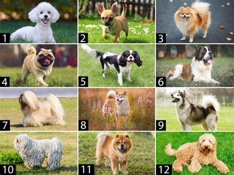 International Dog Day Can You Guess These Dog Breeds In Our Quiz