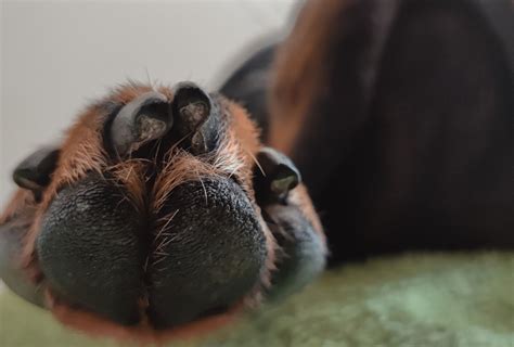 How Long Should Dog Nails Be 9 Signs Of Healthy Nails Pawleaks