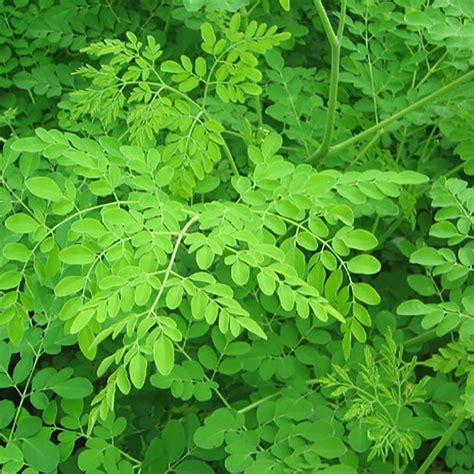 Moringa leaf is best known as an excellent source of nutrition and natural energy booster. A ÁRVORE MILAGROSA: OS BENEFÍCIOS DA PLANTA MORINGA | Mãos ...