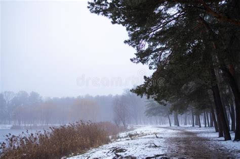 Fog And Snow In The Forest Winter Snowy Forest In The Dense Fog Stock