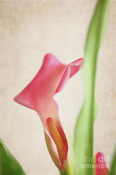Pink Calla Lily Photograph By Stephanie Frey Fine Art America