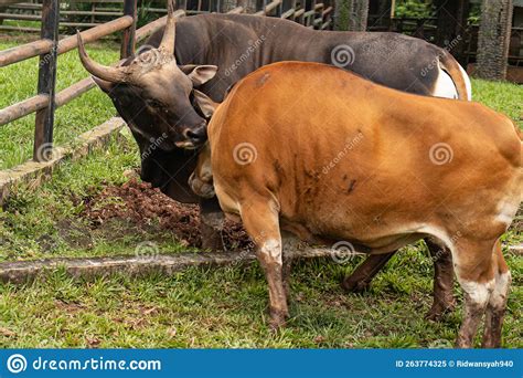Valentines Concept A Pair Of Male And Female Java Bulls Stock Image