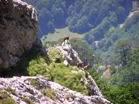 Nacionalni park je postala tokom druge polovine 20. Nacionalni Park Sutjeska