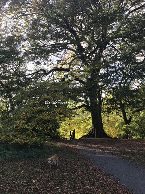 Beech Ponteland Park Northumbria Veteran Tree Project