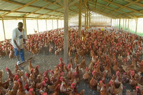 How to Start Lucrative Poultry Farming in Nigeria - Wealth Result