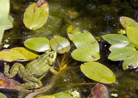 池塘里的青蛙享受着充满绿叶的青蛙高清图片下载 正版图片306916846 摄图网
