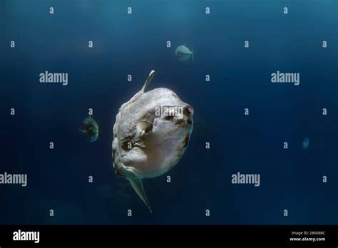 Detailed Atlantic Sunfish From A Sea Water Aquarium Stock Photo Alamy